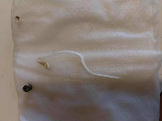 jolilumi. Week 0 - 01/12