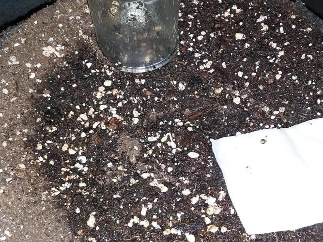 jolilumi. Week 0 - 01/12