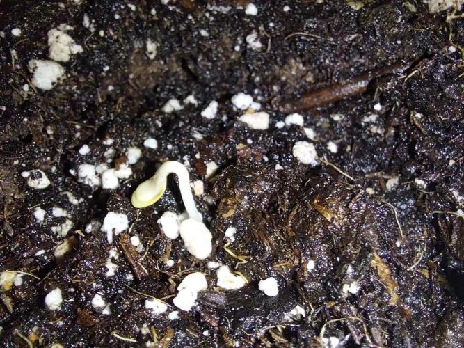 jolilumi. Week 0 - 01/12