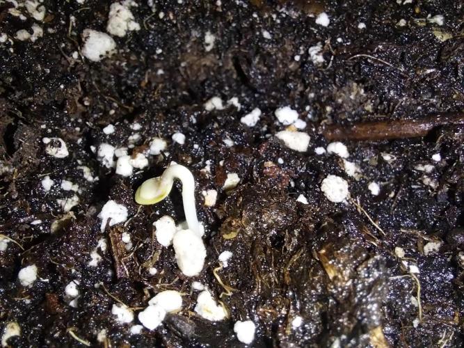 jolilumi. Week 0 - 01/12