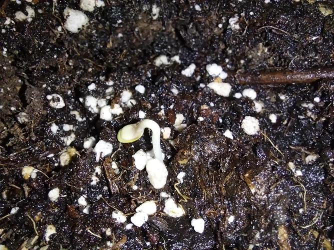 jolilumi. Week 0 - 01/12