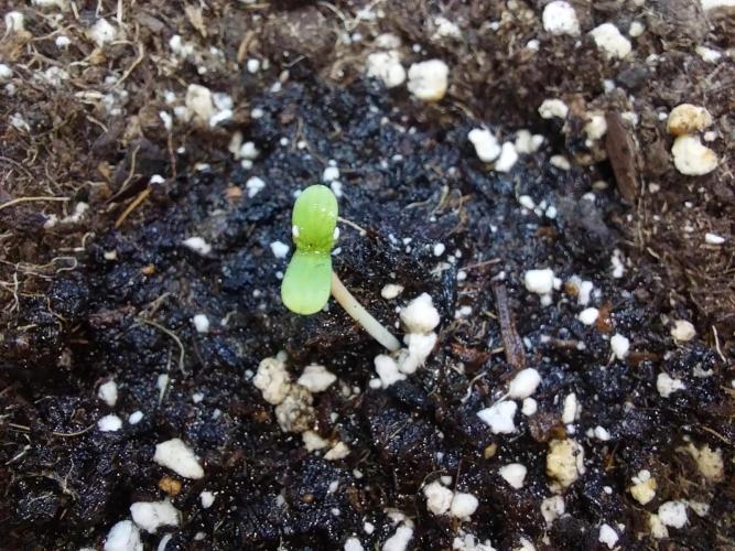 jolilumi. Week 0 - 02/12