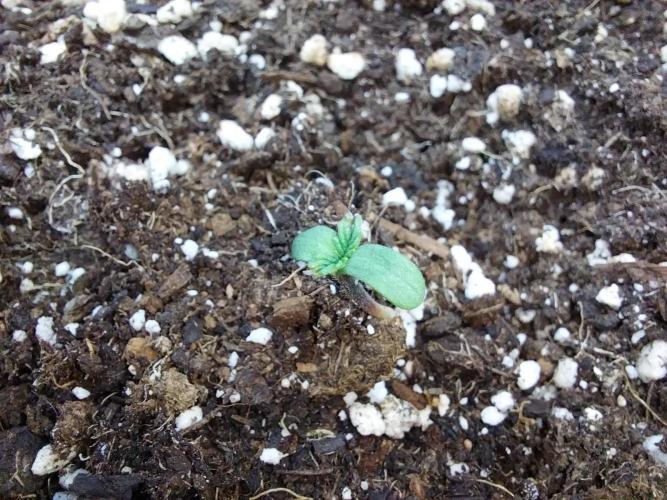 jolilumi. Week 0 - 03/12