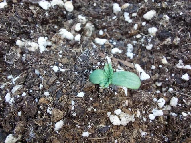 jolilumi. Week 0 - 04/12