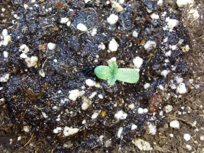 jolilumi. Week 0 - 05/12