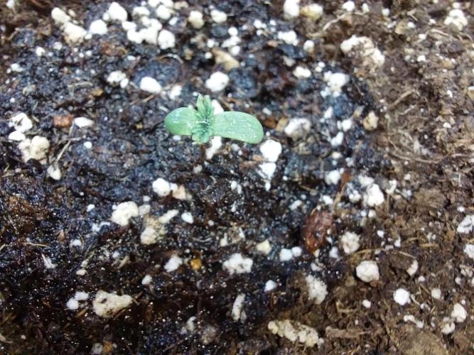 jolilumi. Week 0 - 05/12