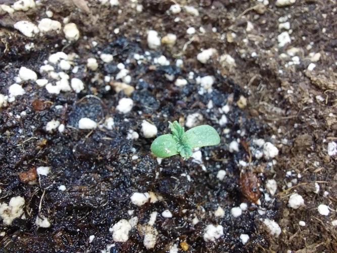 jolilumi. Week 0 - 05/12