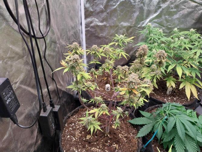 Pomofour le retour. Week 11 - 30/12