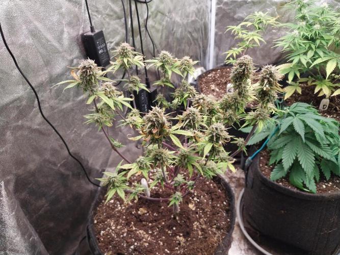 Pomofour le retour. Week 11 - 01/12