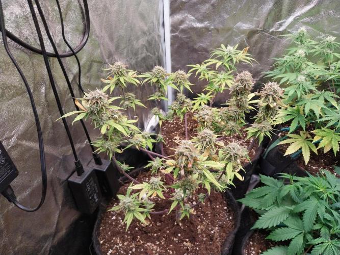 Pomofour le retour. Week 11 - 02/12