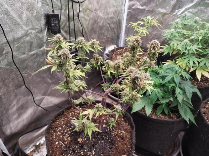 Pomofour le retour. Week 11 - 03/12