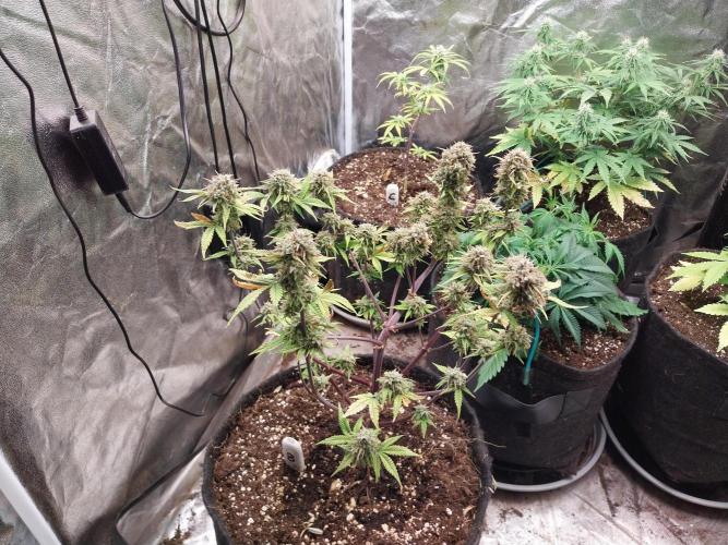 Pomofour le retour. Week 11 - 04/12