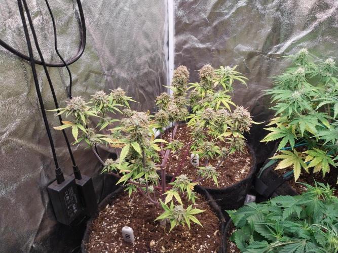 Pomofour le retour. Week 11 - 05/12