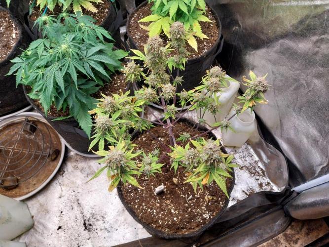 Pomofour le retour. Week 11 - 06/12