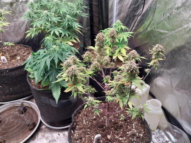 Pomofour le retour. Week 11 - 06/12