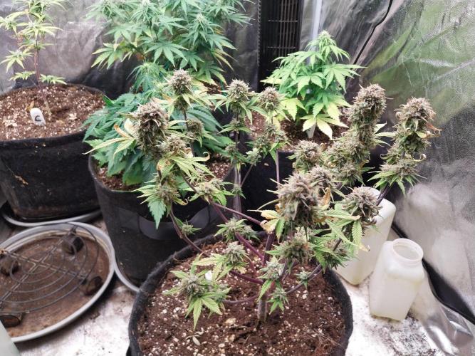 Pomofour le retour. Week 11 - 06/12