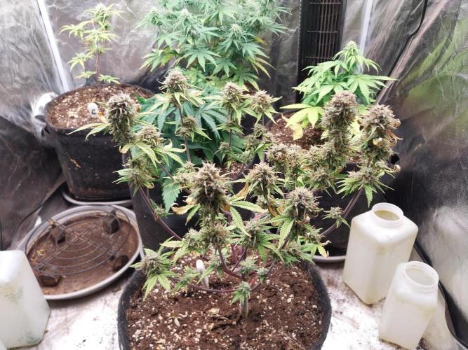 Pomofour le retour. Week 11 - 06/12