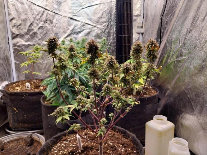 Pomofour le retour. Week 11 - 06/12