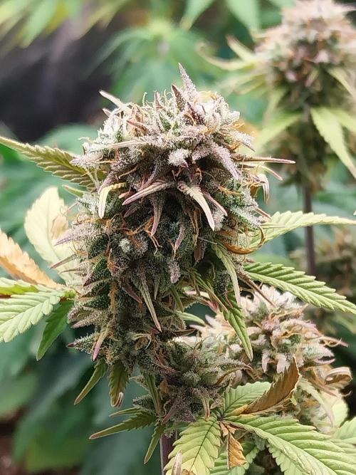 Pomofour le retour. Week 11 - 06/12