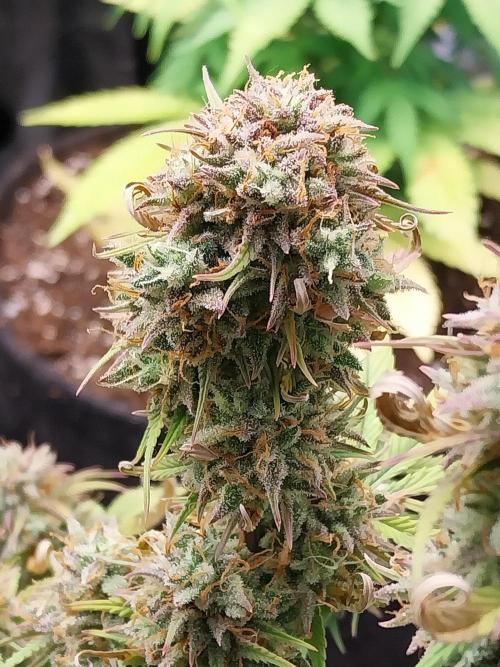 Pomofour le retour. Week 11 - 06/12