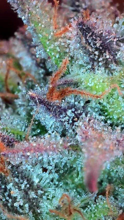 Pomofour le retour. Week 11 - 06/12