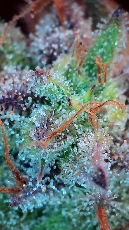 Pomofour le retour. Week 11 - 06/12