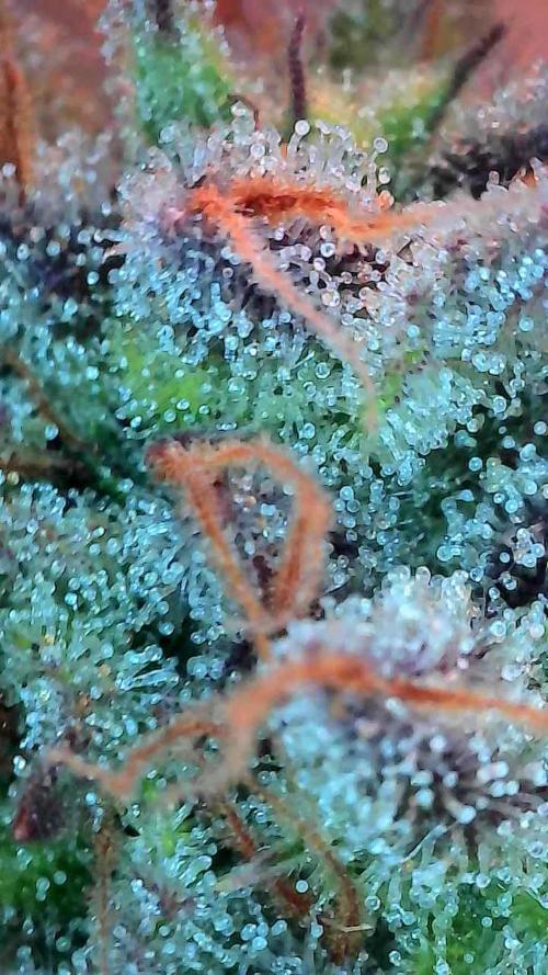 Pomofour le retour. Week 11 - 06/12