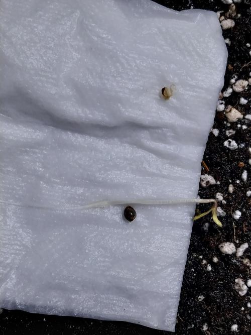 habannon. Week 0 - 23/11