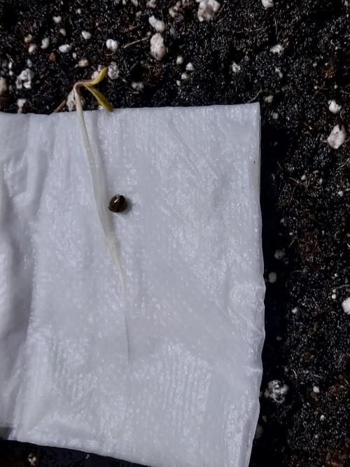 habannon. Week 0 - 23/11