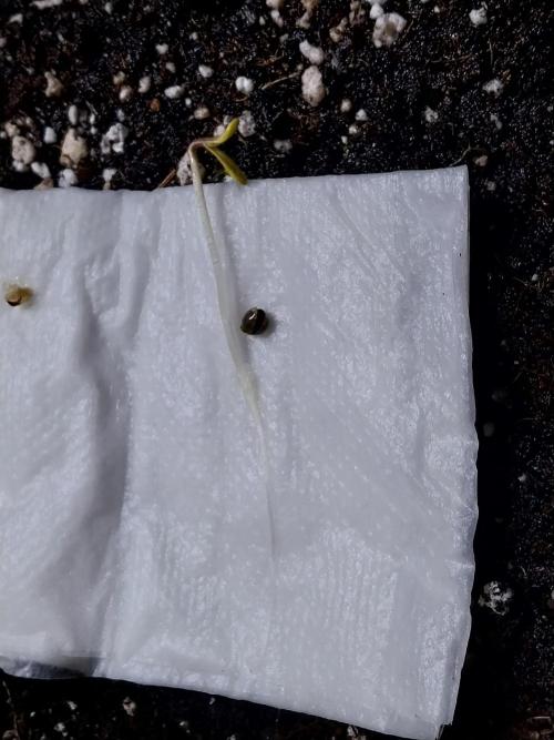 habannon. Week 0 - 23/11