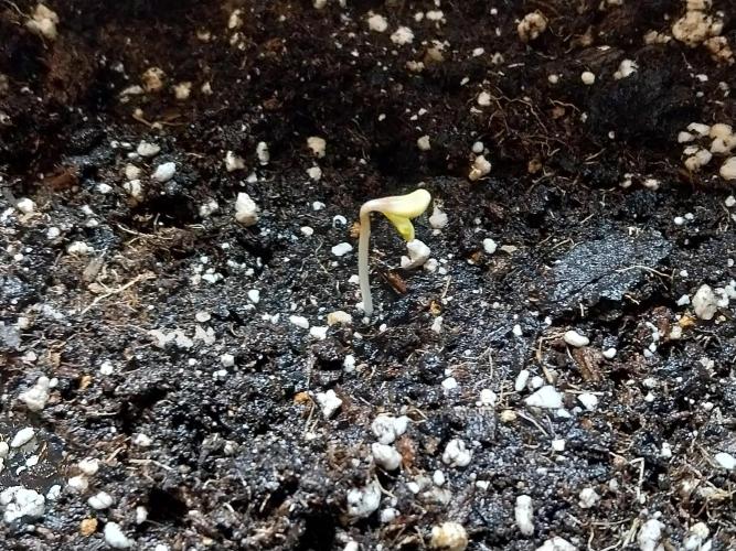 habannon. Week 0 - 23/11