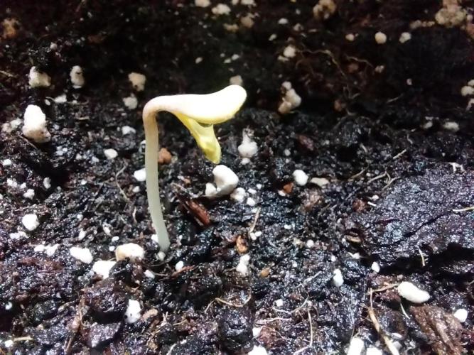 habannon. Week 0 - 23/11