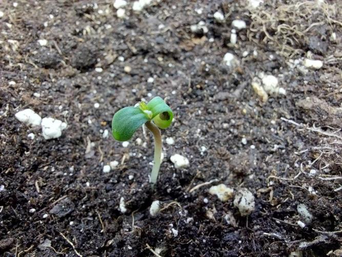 habannon. Week 0 - 24/11