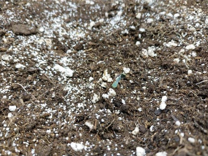 habannon. Week 0 - 25/11 avé pétard morturi té saluante