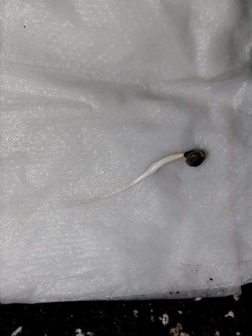 habannon. Week 0 - 02/12