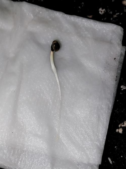 habannon. Week 0 - 02/12