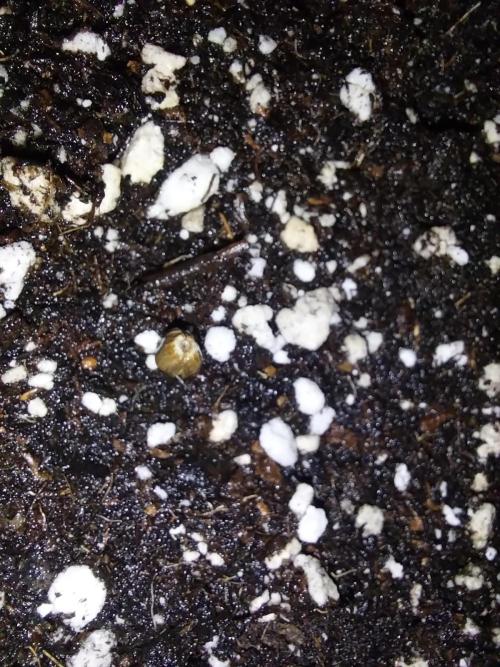 habannon. Week 0 - 02/12