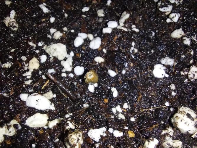 habannon. Week 0 - 02/12