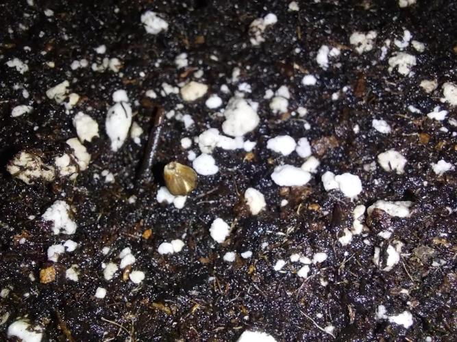 habannon. Week 0 - 02/12