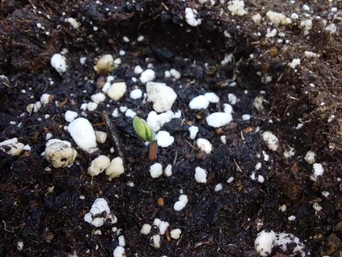 habannon. Week 0 - 03/12