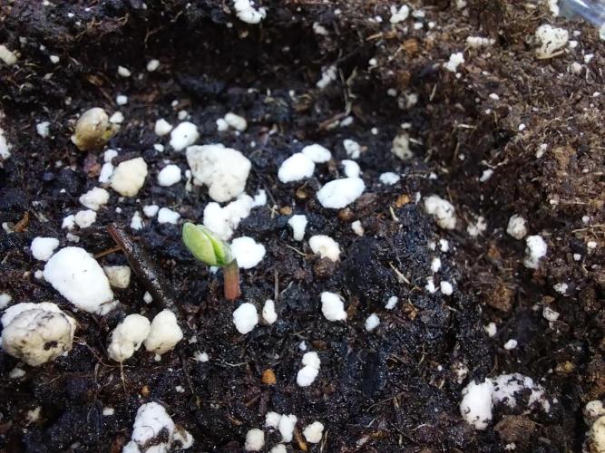 habannon. Week 0 - 03/12