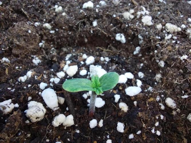 habannon. Week 0 - 04/12