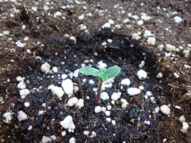 habannon. Week 0 - 05/12