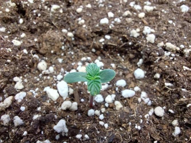 habannon. Week 0 - 06/12