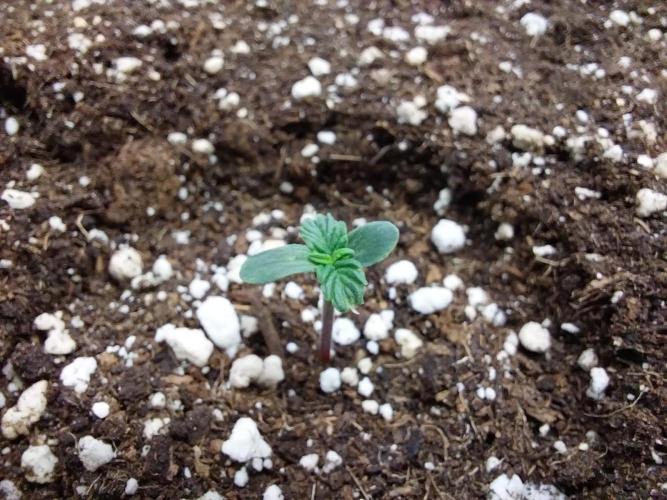 habannon. Week 0 - 06/12