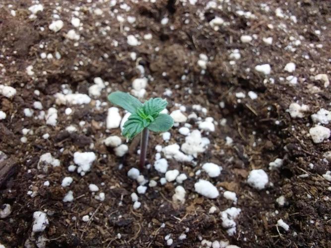 habannon. Week 0 - 06/12