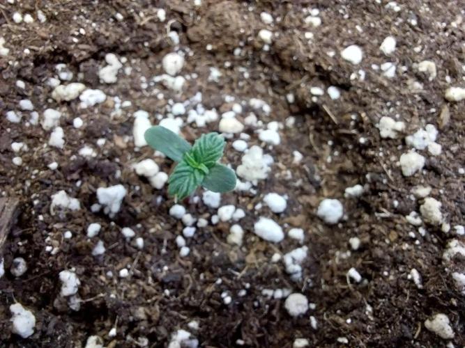 habannon. Week 0 - 06/12