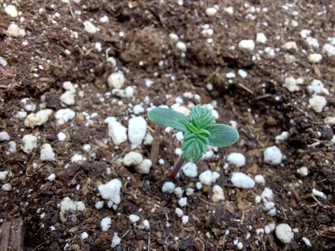 habannon. Week 0 - 06/12