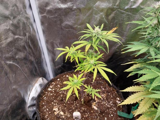 Poudraufou. Week 10 - 01/12