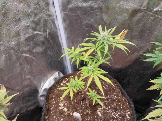 Poudraufou. Week 10 - 02/12